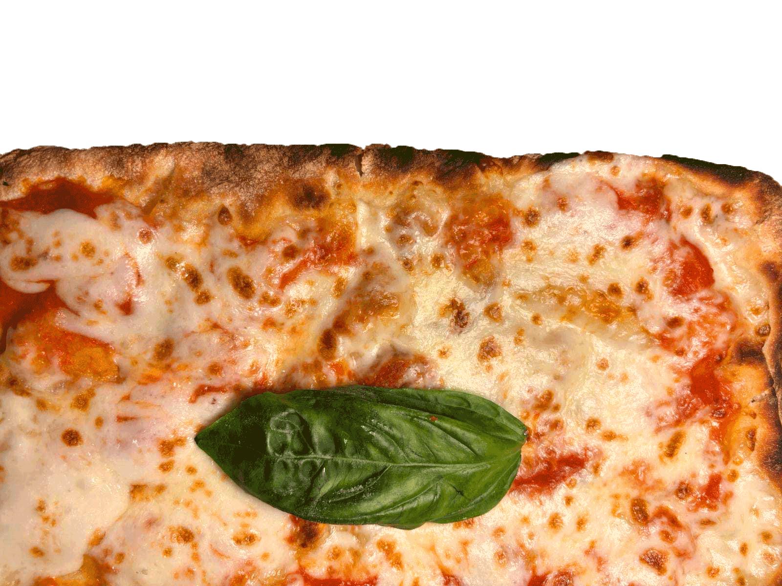 Skrocchia